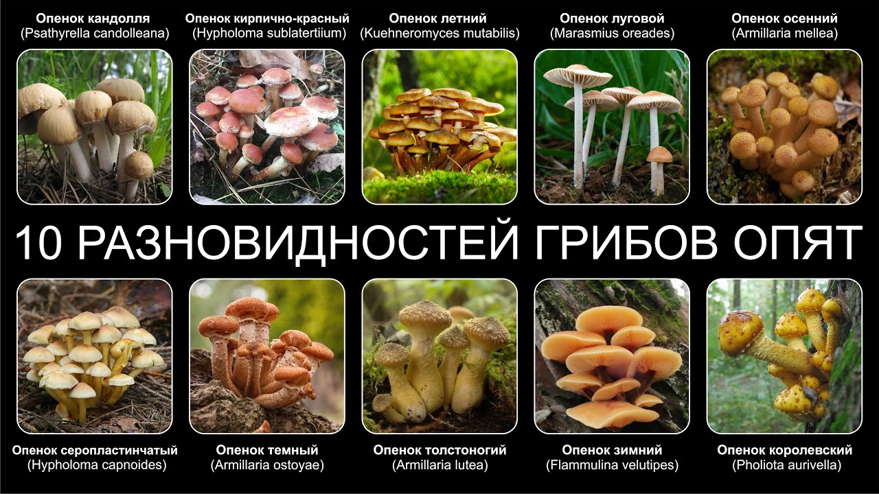 Топ 10 РАЗНОВИДНОСТЕЙ ГРИБОВ ОПЯТ - YouTube