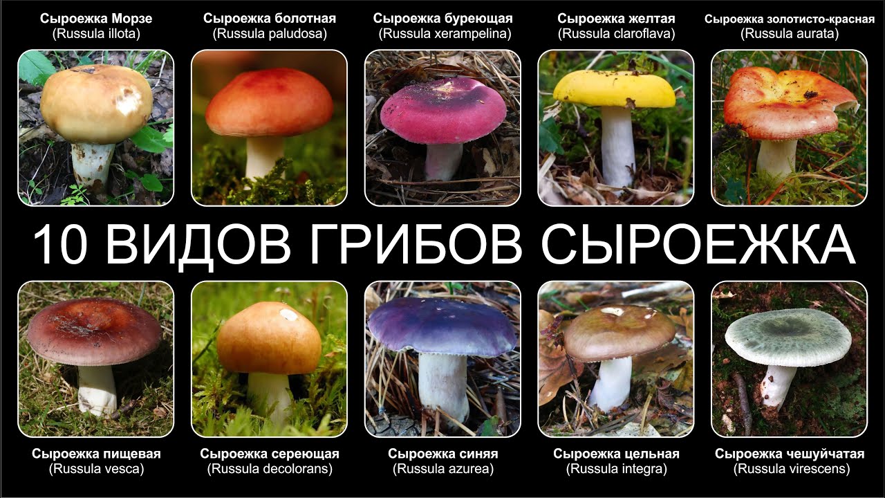 ТОП-10 СЪЕДОБНЫХ ГРИБОВ – YouTube