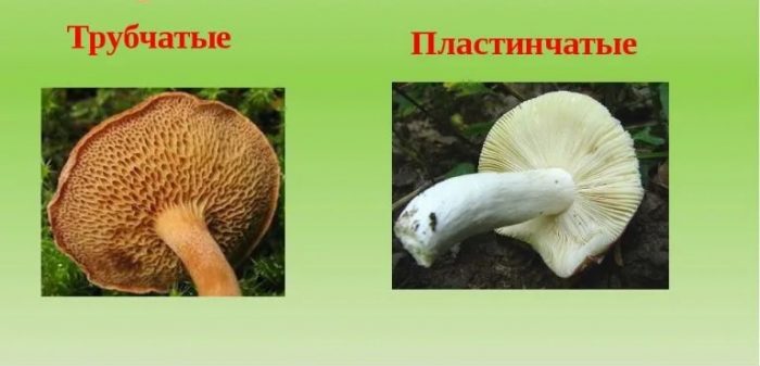 Чем трубчатые грибы отличаются от пластинчатых