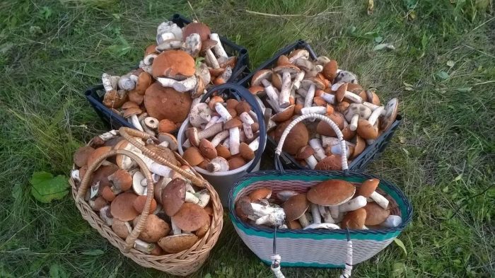 Где собирают грибы в Астрахани