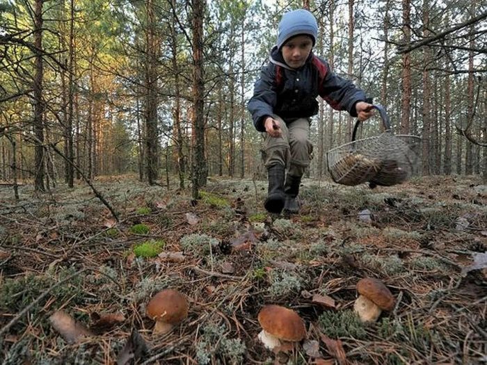 Гриб пошел в Костроме