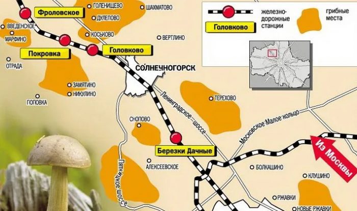 Где собирать грибы в Курской области