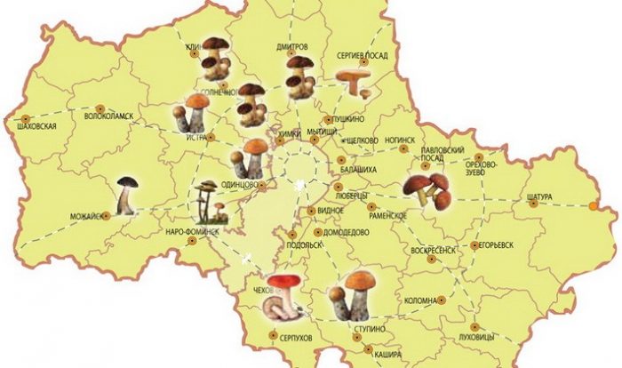 Где собирать грибы в Курской области
