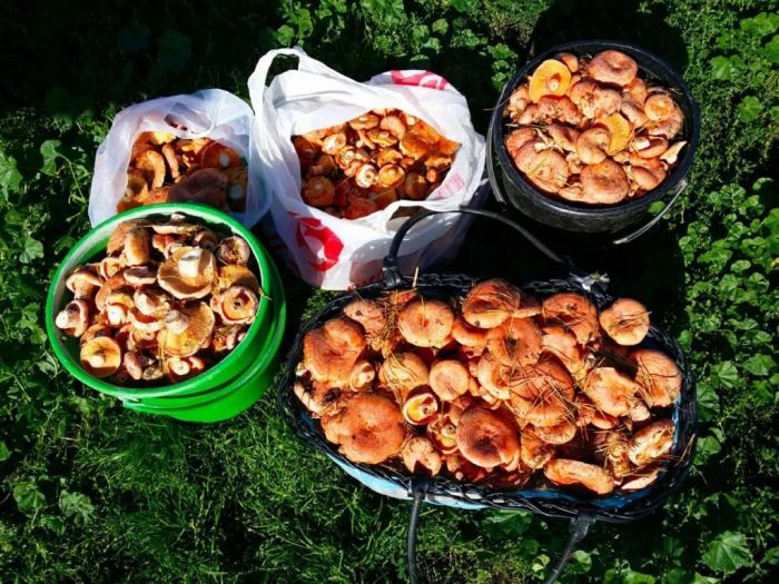 Грибные места Мордовии