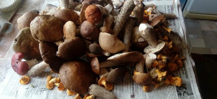 Где есть грибы в Кировской области