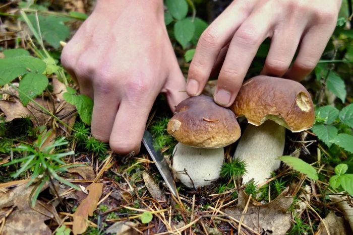 Грибные места Рязанской области