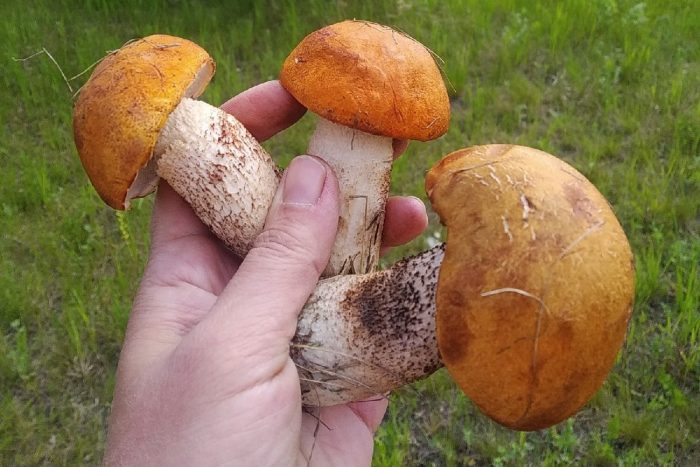 Где есть грибы в Челябинской области