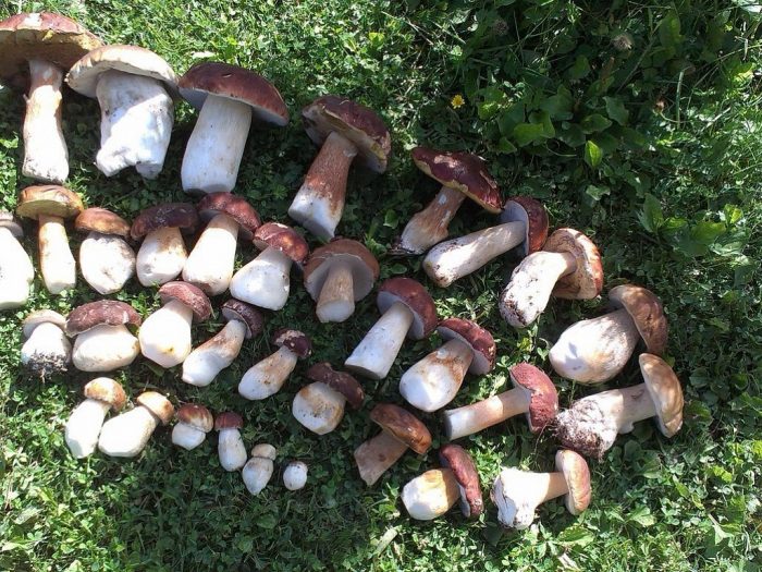 Где есть грибы в Челябинской области
