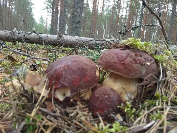 Грибные места Псковской области