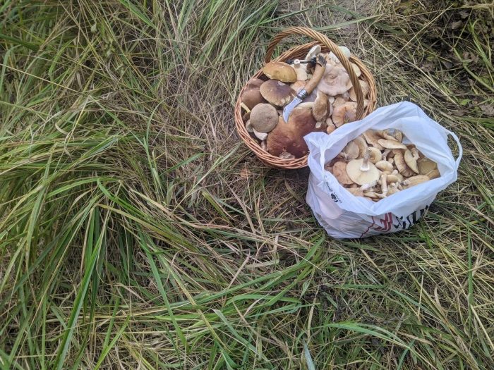 Съедобные и ядовитые грибы в Орловской области