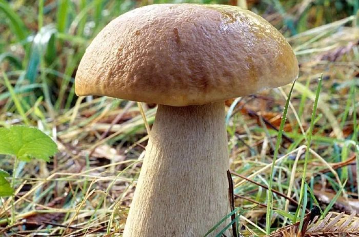 Где собирают грибы в Калининградской области: грибные места, районы, карта