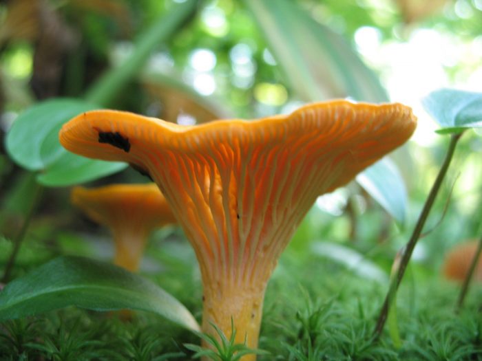 Семейство Лисичковые (Cantharellaceae)