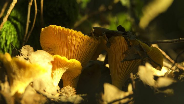 Семейство Лисичковые (Cantharellaceae)