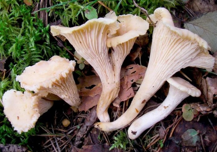 Семейство Лисичковые (Cantharellaceae)