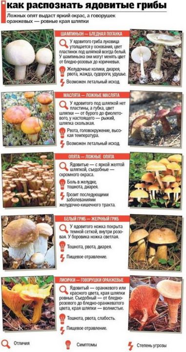 Обработка лесных грибов после сбора