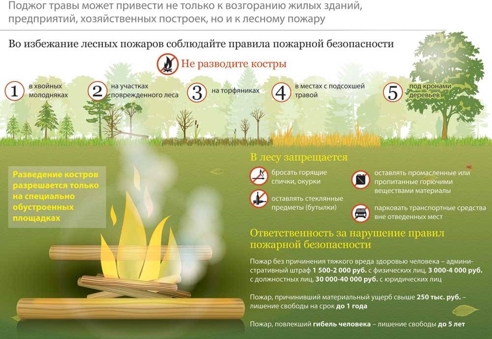 Меры безопасности в лесу