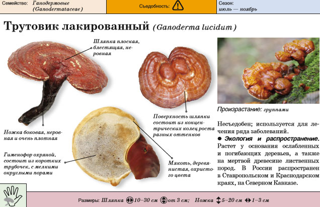 Полипор лакированный