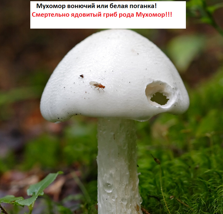 ррр-1.jpg