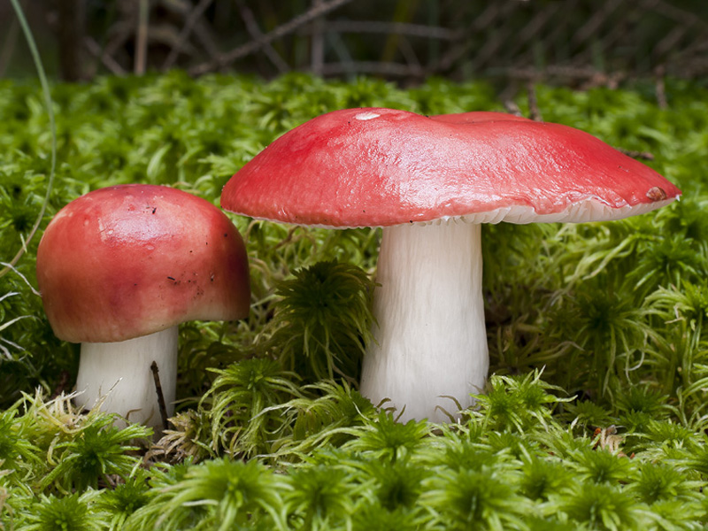 Сыроежка жгучая (Russula emetica) фото описание