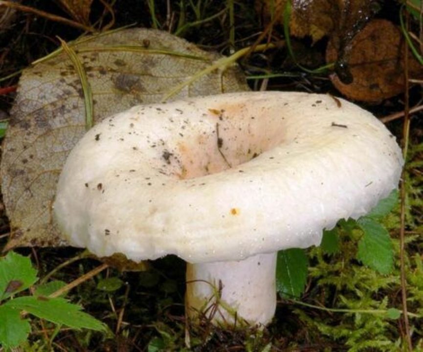 Грузди: описание, виды груздей, где растут и когда собирать