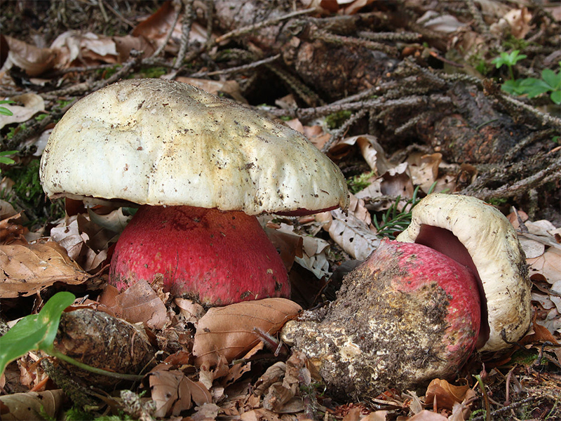 Satanic mushroom