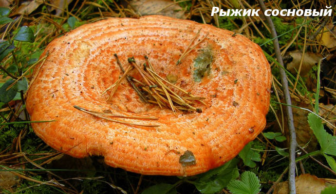 Имбирь