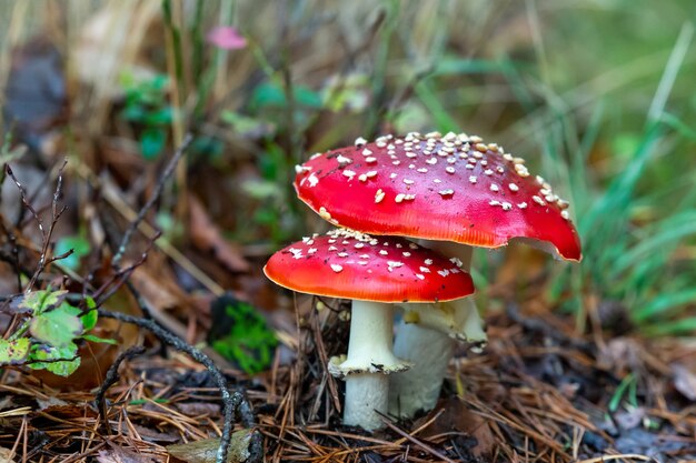 Фото Amanita, более 2000 бесплатных качественных стоковых фотографий