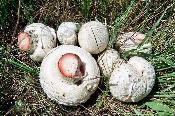 Шампиньоны таблитчатые