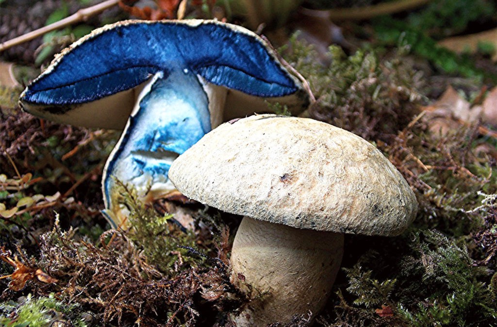 Голубая отметка (Gyroporus blue)