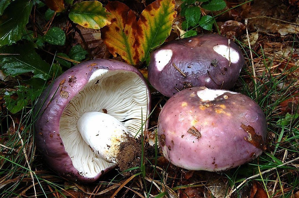 Сыроежка сине-желтая (Russula cyanoxantha): фото и описание съедобного гриба
