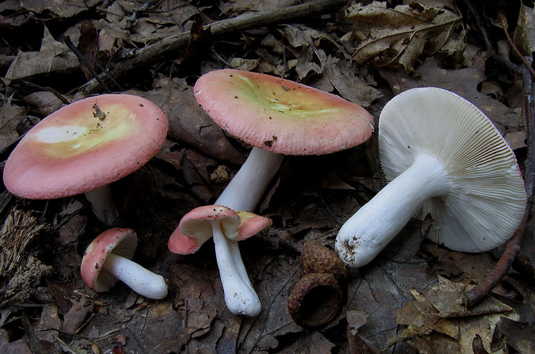 Роза сыроежка (Russula rosea): фото, описание и способы приготовления грибов