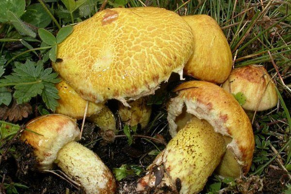 Нефтяник Сибирский