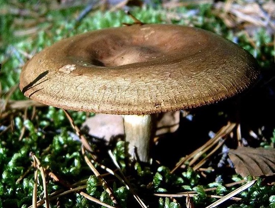 Какие грибы растут в Иркутской области