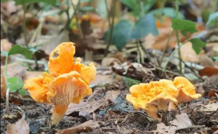 Семейство Лисичковые (Cantharellaceae)