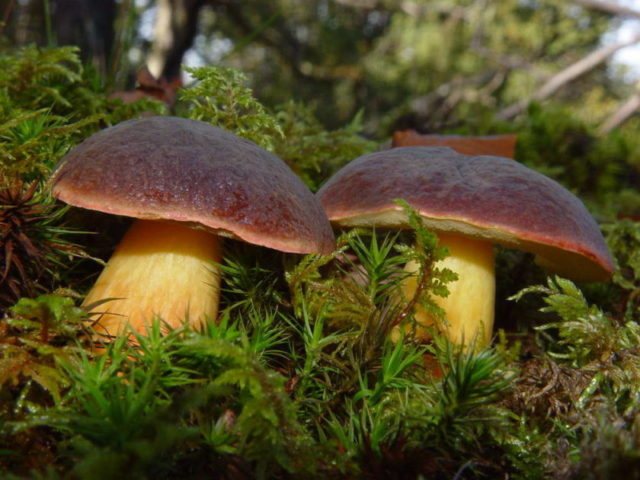 Какие съедобные грибы растут под дубом и в дубовом лесу осенью