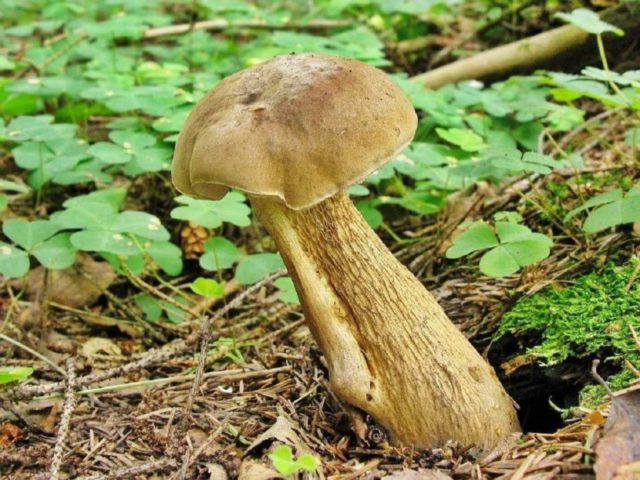 Какие съедобные грибы растут под дубом и в дубовом лесу осенью