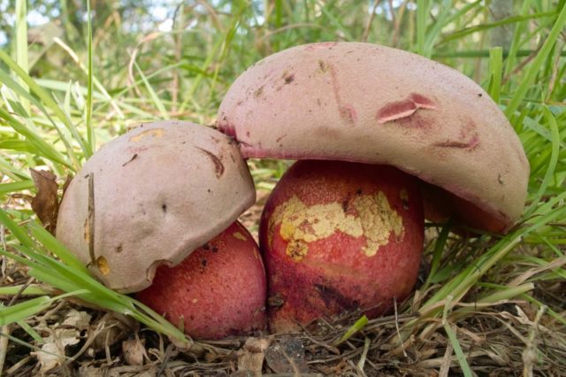 Какие съедобные грибы растут под дубом и в дубовом лесу осенью