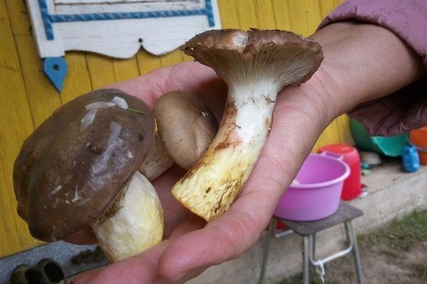 Нарезанные грибы