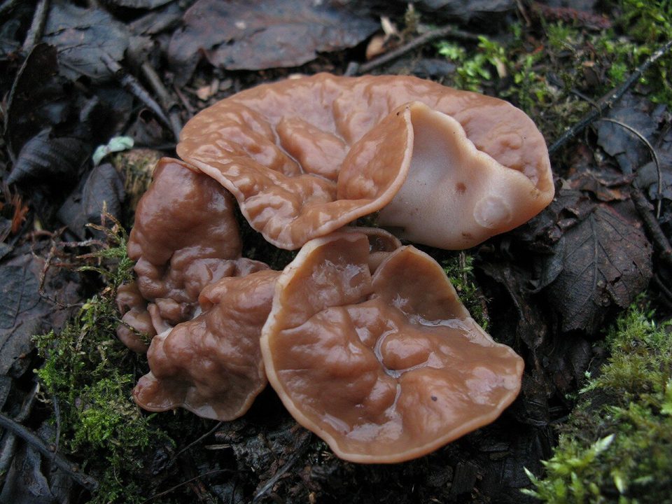 Диск щитовидной железы (Discina ancilis) фотографии, видео и рассказы