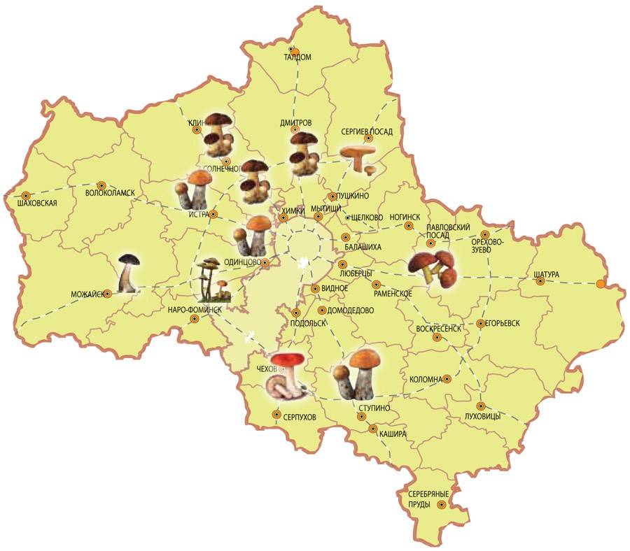 Где в Брянске есть грибы