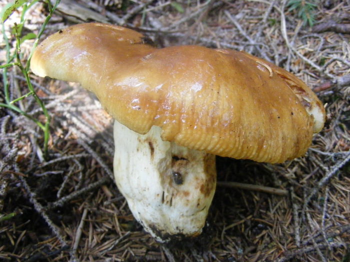 1200px-Russula_foetens-e1542277663311.jpg