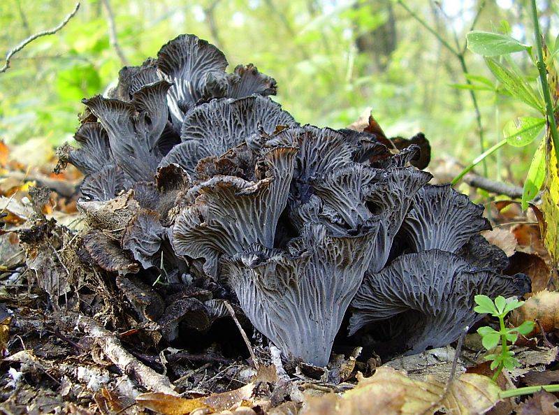 Гриб лисичка сизая: описание и рецепты, фото