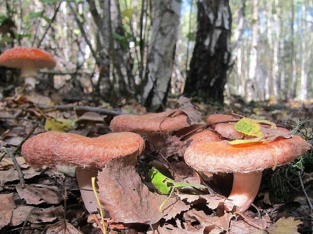 Волнушка розовая