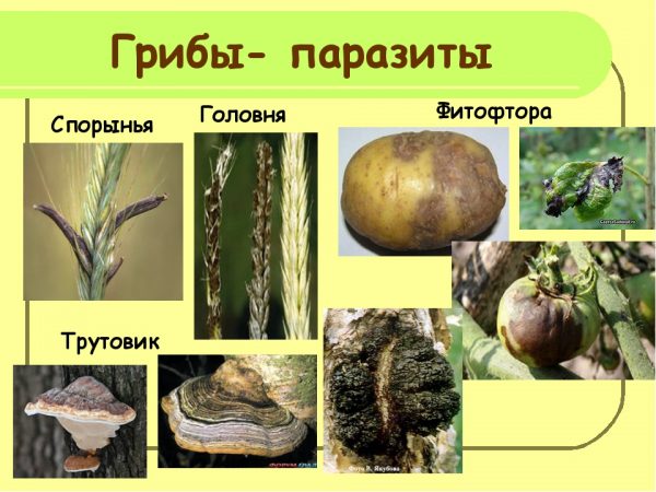Грибы, которые растут на деревьях – как бороться и меры профилактики от паразитов