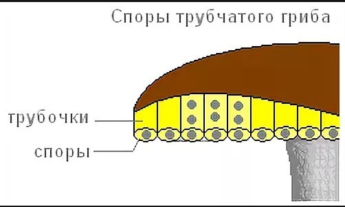 заключение об особенностях строения плодовых тел трубчатых и пластинчатых грибов, об их назначении - Школьные Знания.com