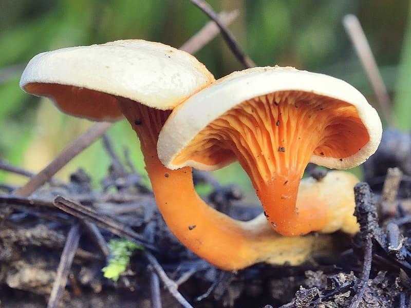 Лисичка ложная