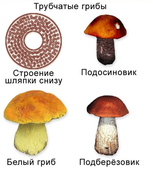 8-1-1.jpg