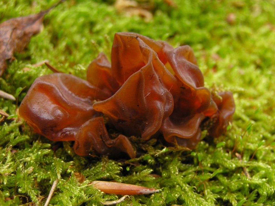 Аурикулярия аурикулярная (Иудово ухо) (Auricularia auricula-judae) фото и описание