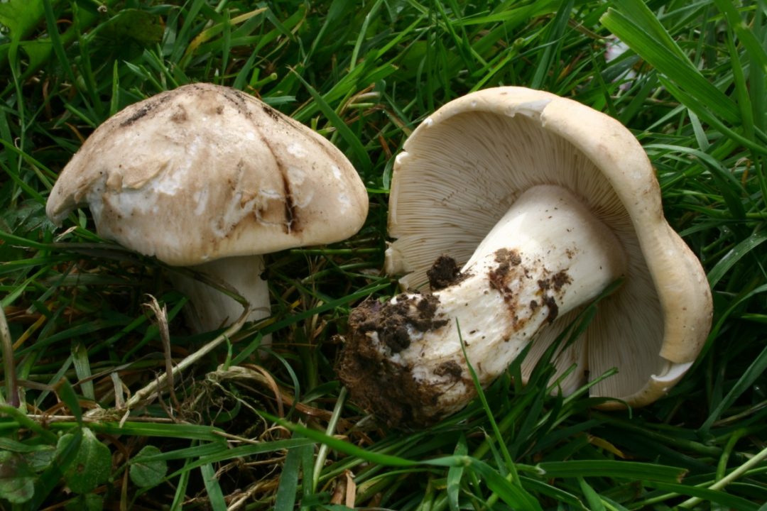 Калоцибе май (Calocybe gambosa) изображение и описание