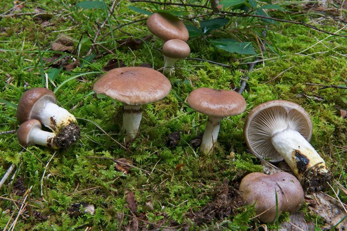 Ель мокруха (Gomphidius glutinosus) фото